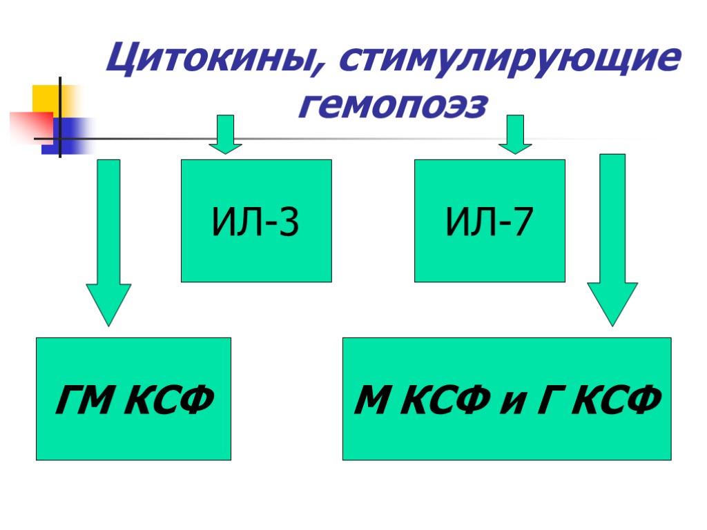 Цитокины, стимулирующие гемопоэз ИЛ-3 М КСФ и Г КСФ ГМ КСФ ИЛ-7